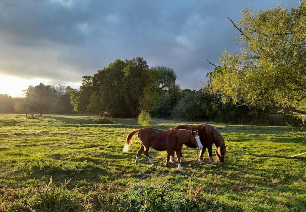 Gite En Bord De Loire Blaison-Saint-Sulpice Exteriér fotografie