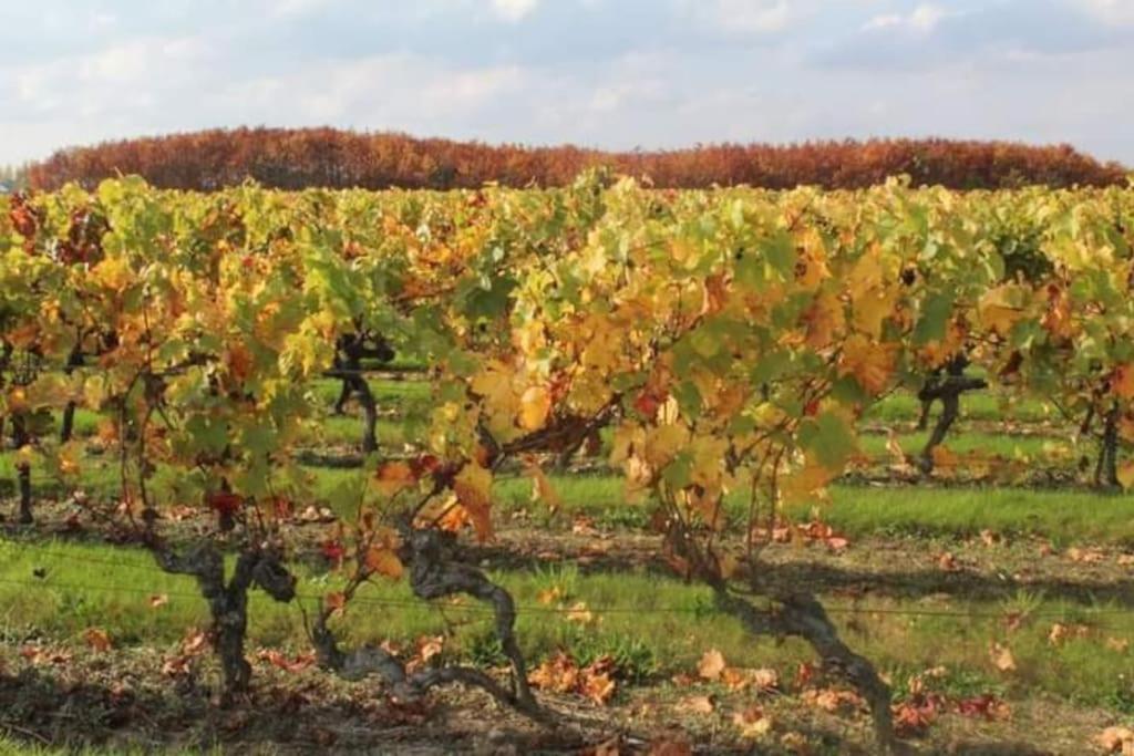 Gite En Bord De Loire Blaison-Saint-Sulpice Exteriér fotografie