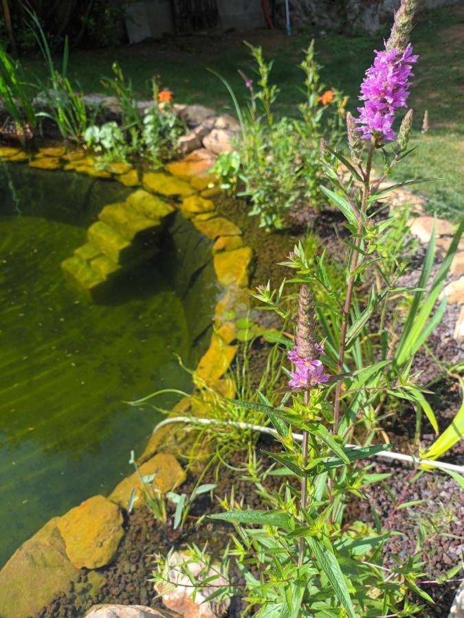 Gite En Bord De Loire Blaison-Saint-Sulpice Exteriér fotografie